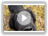 FLAT COATED RETRIEVER PUPPY GROWING UP